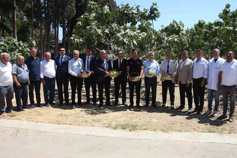 İncirliova’da protokol üyeleri incir hasadına katıldı
