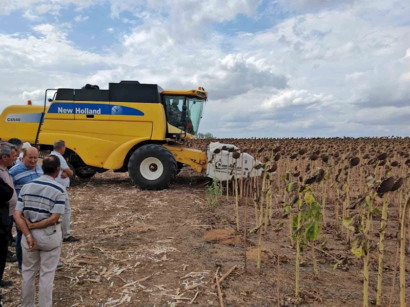 Tekirdağ’da anıza ekim ayçiçeği projesinde tarla günü düzenlendi
