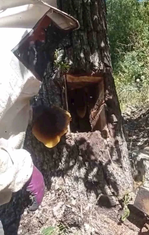 Ağaç kovuğundan kilo kilo bal çıktı
