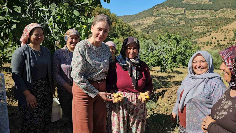 Nazilli Kaymakamı Kan, incir hasadına katıldı
