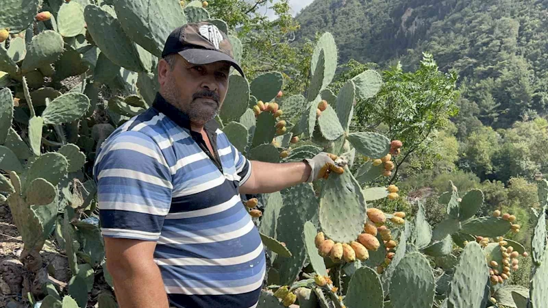 Uçurum kenarında yetişen dikenli incir, lezzetiyle zahmetinin önüne geçiyor
