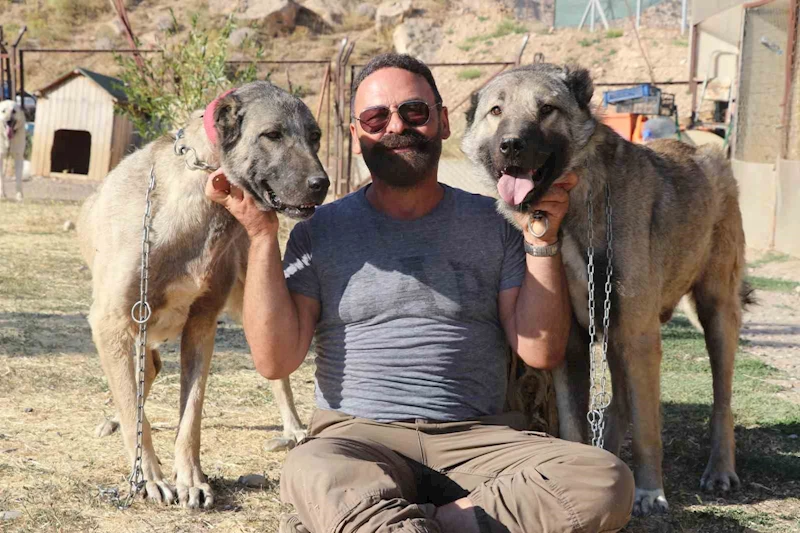Kendi gen jenerasyonu ile çiftleşmeyen Anadolu’nun Aslanı Kangallar, neslinin saflığını titizlikle koruyor
