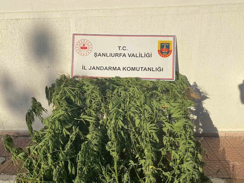 Jandarmadan uyuşturucu operasyonu
