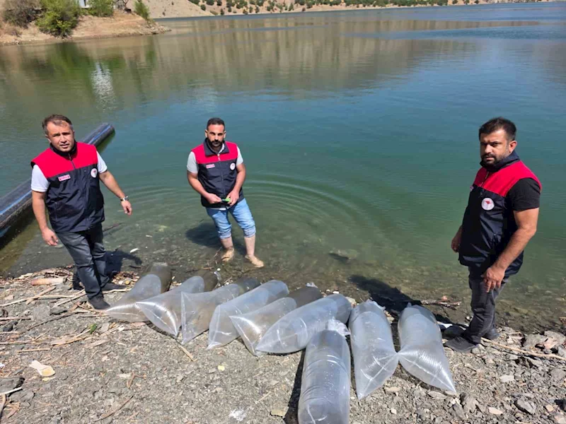 Beyhan Baraj Gölü’ne 50 bin yavru balık bırakıldı

