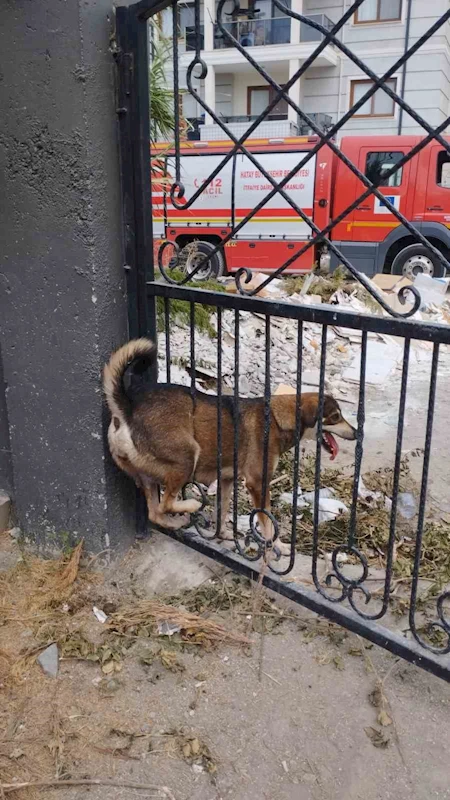 Demir korkuluklara sıkışan köpek itfaiye ekiplerince kurtarıldı
