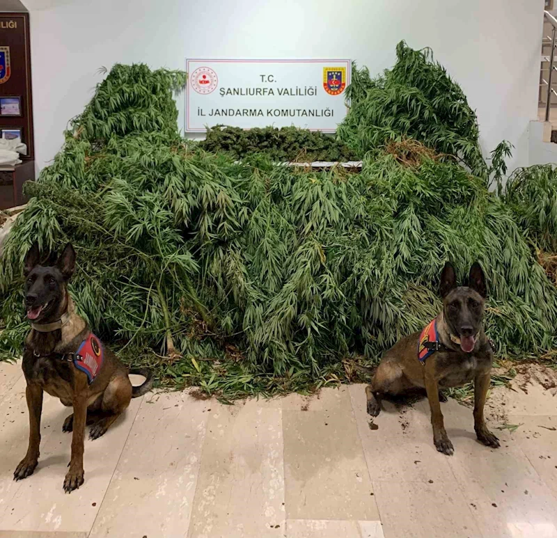 Şanlıurfa’da 11 kilo 200 gram esrar ele geçirildi
