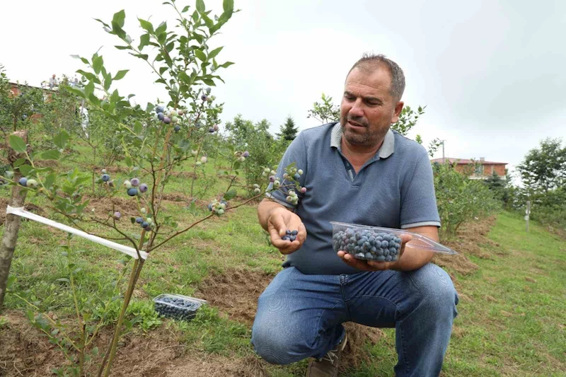 Ordu’da mavi yemiş üretimi yüz güldürüyor: Kilogramı 500 TL
