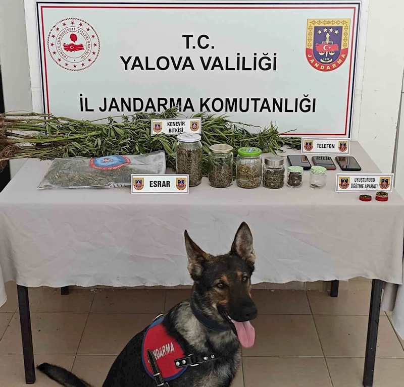 Yalova’da ormanlık alanda yasa dışı kenevir ekimi yapan 3 şüpheli yakalandı
