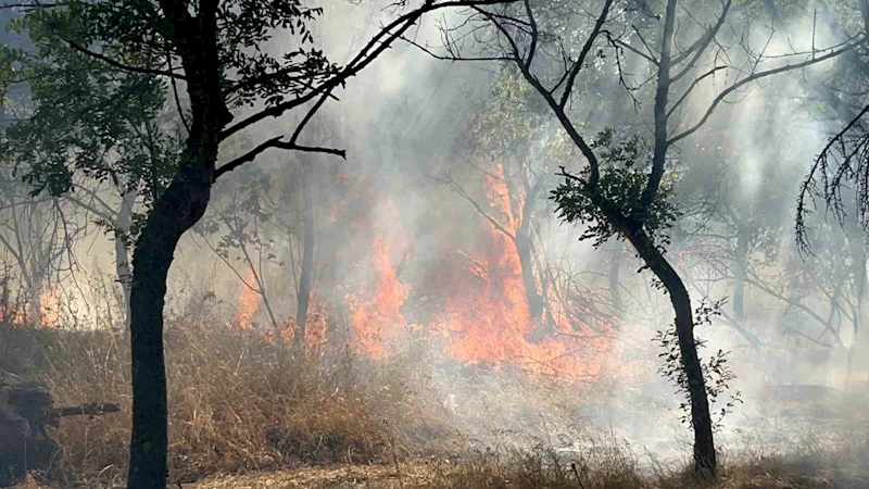 Çorlu’da ormanlık alanda korkutan yangın
