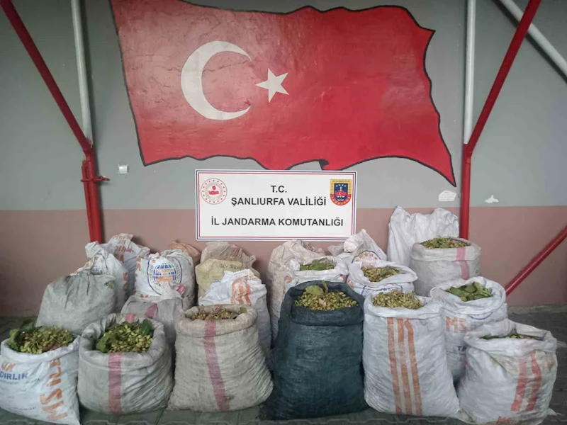 Şanlıurfa’da fıstık hırsızlığına 13 gözaltı
