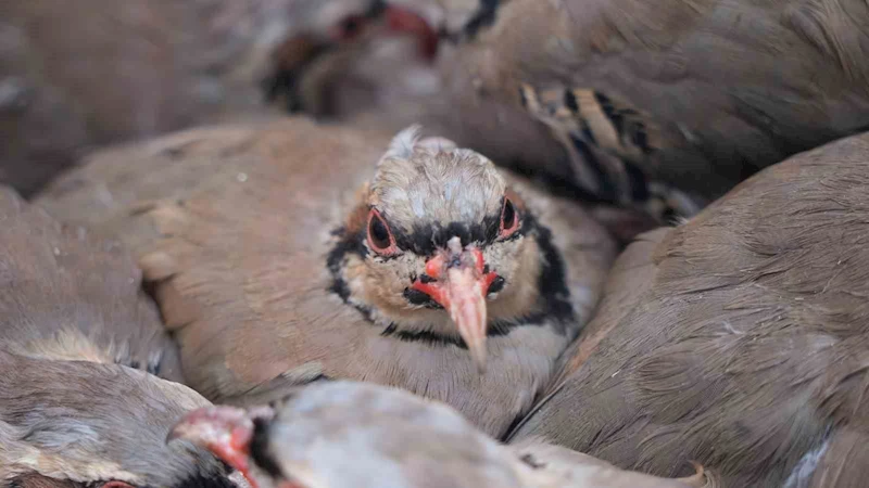 Kenelere karşı mücadele sürüyor: 1 milyona yakın keklik doğaya salındı
