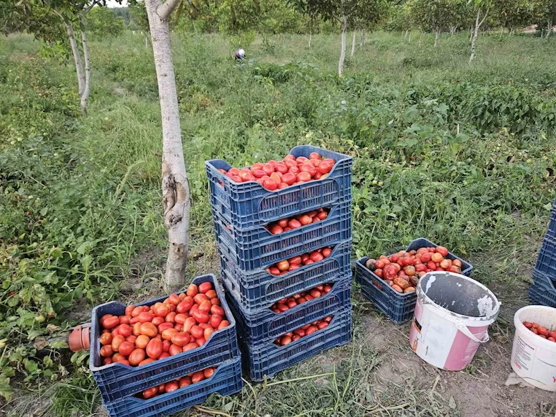 Aroması ve lezzetiyle bilinen Sındırgı domatesi 4 lira
