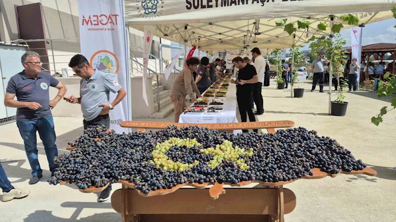 Tekirdağ’da üzüm şöleni: Onlarca yeni çeşit tanıtıldı
