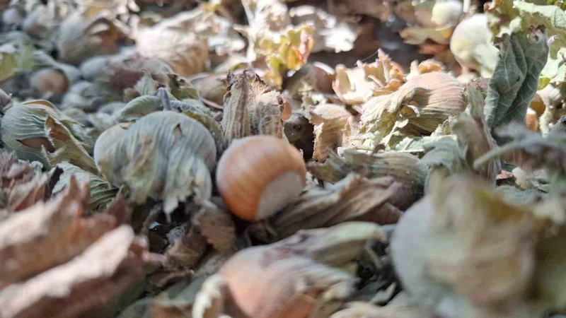 8 ayda 14 bin 810 ton ihraç edildi
