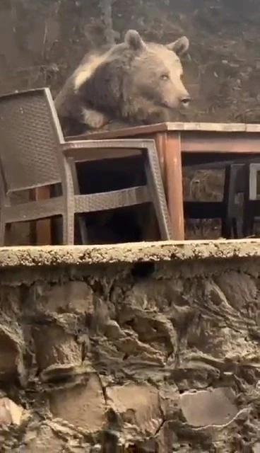 Kızılcahamam’da lokantaya giren ayı masaya oturup servis bekledi
