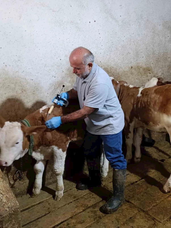 Aydıntepe’de sonbahar şap aşılama kampanyasında sona gelindi

