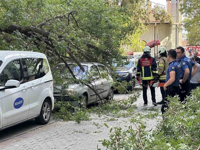 Kadıköy’de ağaç dalı iki otomobilin üzerine devrildi
