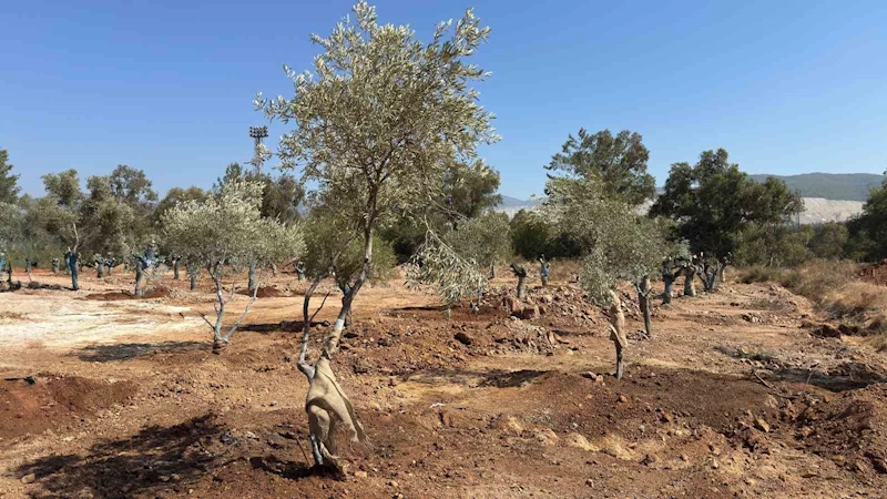 Zeytin ağaçları bilimsel yöntemlerle yeni yerlerine taşındı
