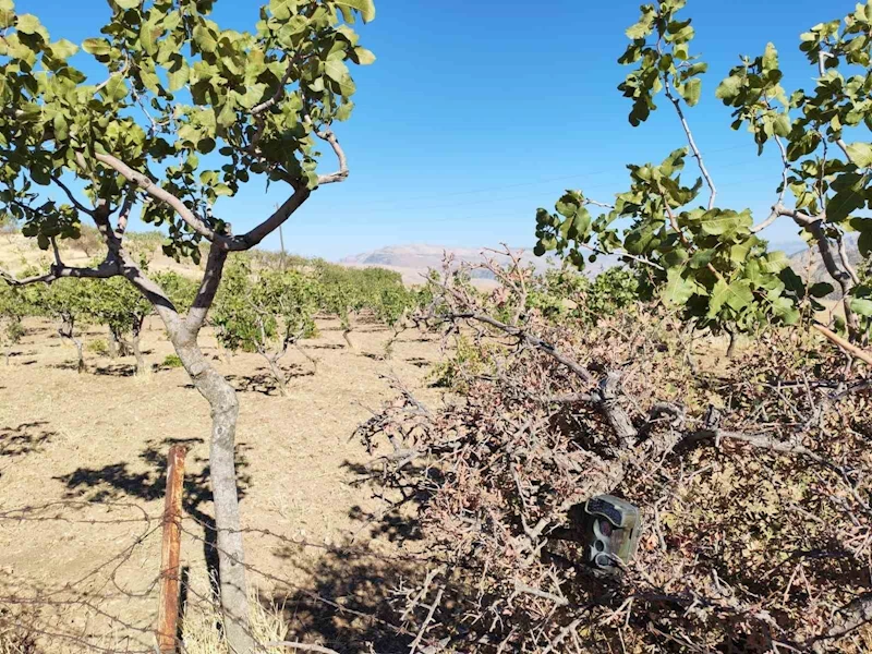 Siirt’te jandarma, fıstık hırsızlıklarına karşı denetimlerini artırdı
