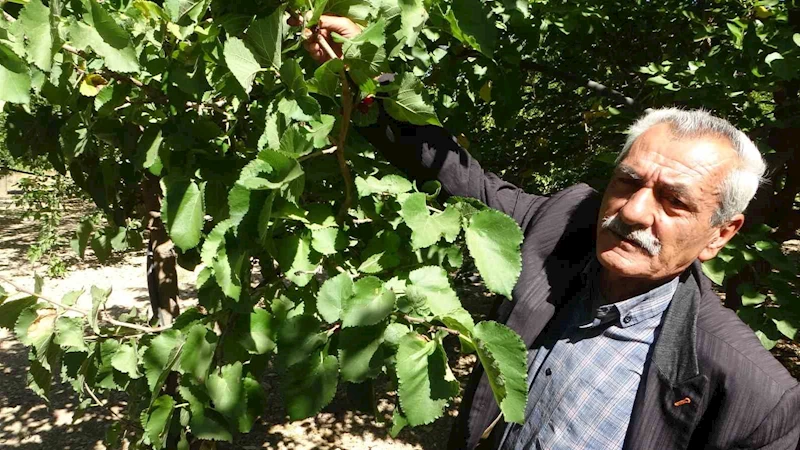 Kayısıya alternatif olarak yetiştirilen karadut yüz güldürüyor
