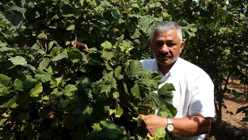 Fındık fiyatlarında son durum
