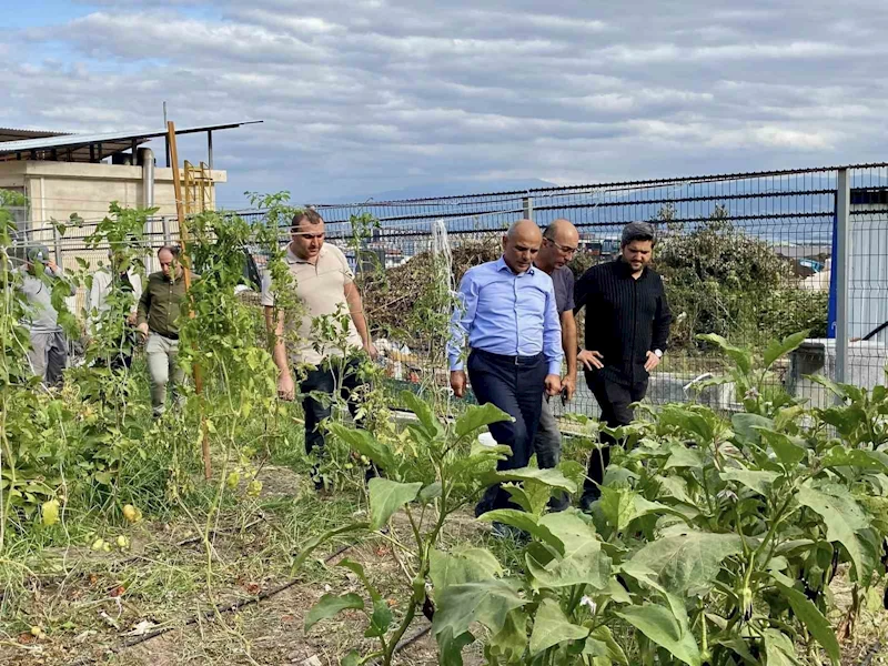 Körfez’de ata tohumlarının ilk hasadı yapıldı