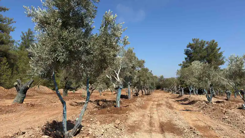 Bölge halkı taşınan zeytinleri yerinde gördü
