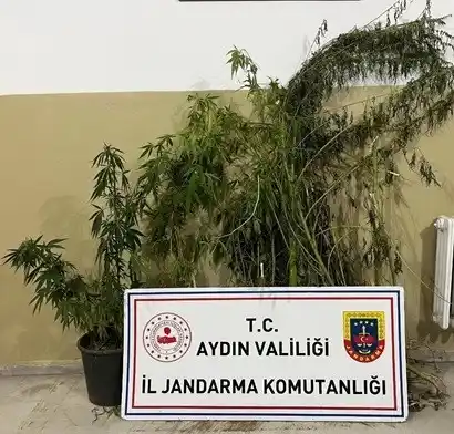 Efeler’de 22 kök kenevir ele geçirildi