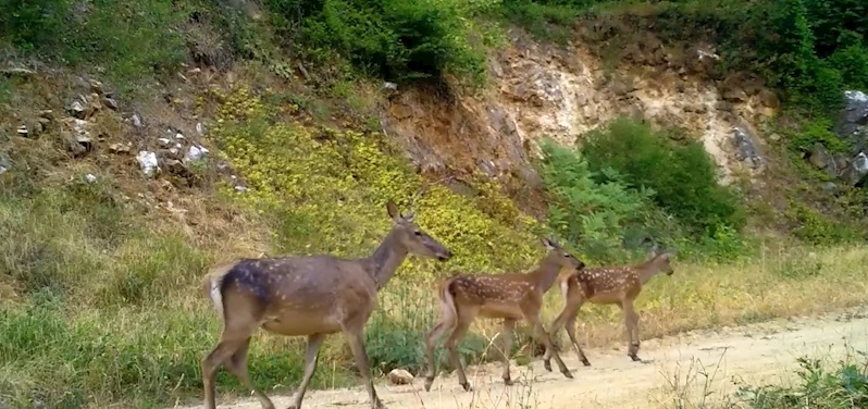 Kızıl geyik ailesi kameralarda