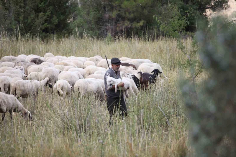 Burdur’un dağlarında yarım asırdır koyunların peşinde

