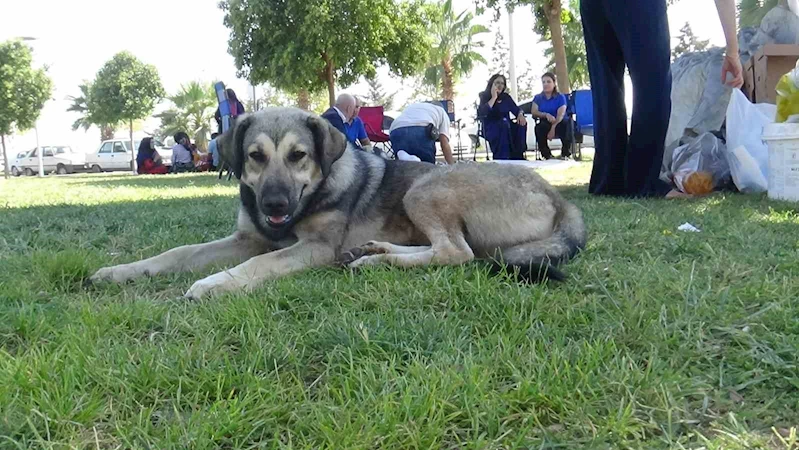 Sahipsiz köpekler Harran Üniversitesini mesken tuttu
