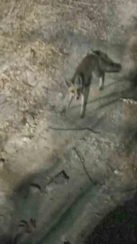 Tabiat parkına inen tilki piknikçiler tarafından görüntülendi
