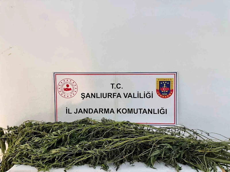 Şanlıurfa’da uyuşturucu operasyonu: 42 gözaltı

