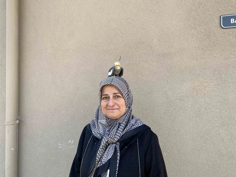 Torunu için sahiplendi, papağan çocuğu gibi oldu
