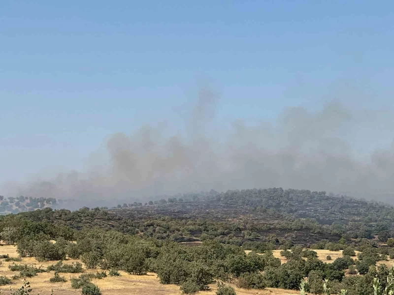 Mardin’de yangına müdahale eden ekipler kaplumbağalara su verdi
