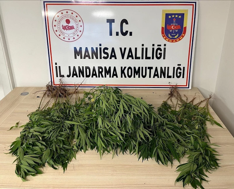 Manisa’da bahçesine kenevir eken kişi tutuklandı
