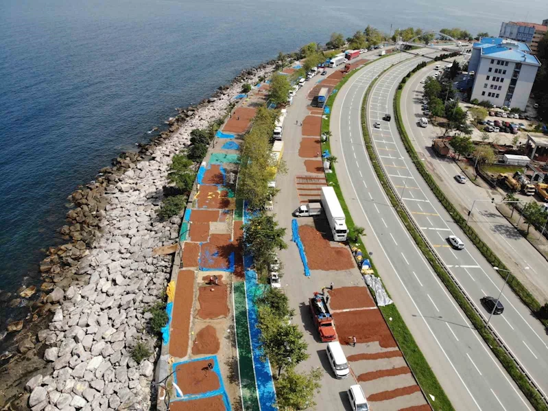 Giresun’da fındık hasadının ardından üreticilerin kurutma mesaisi sürüyor
