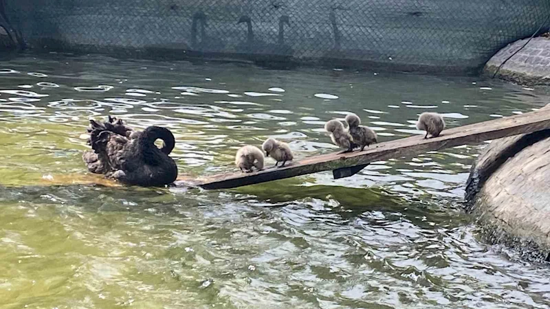 Kuğulu Park’ın 5 yavru kuğusu ziyaretçilerin gözdesi oldu
