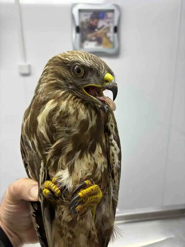 Bartın'da köylüler göç yolunda yorgun düşen 162 hayvanı kurtardı