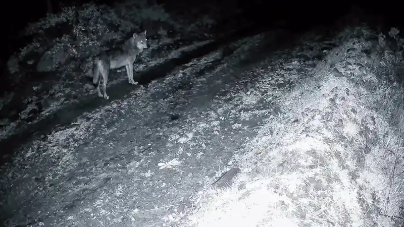 Tekirdağ'da Ganos Dağı'nda kurt ve karacalar fotokapanda