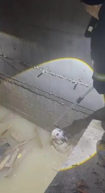 Isparta'da asansör boşluğuna düşen köpek itfaiyeyle kurtarıldı