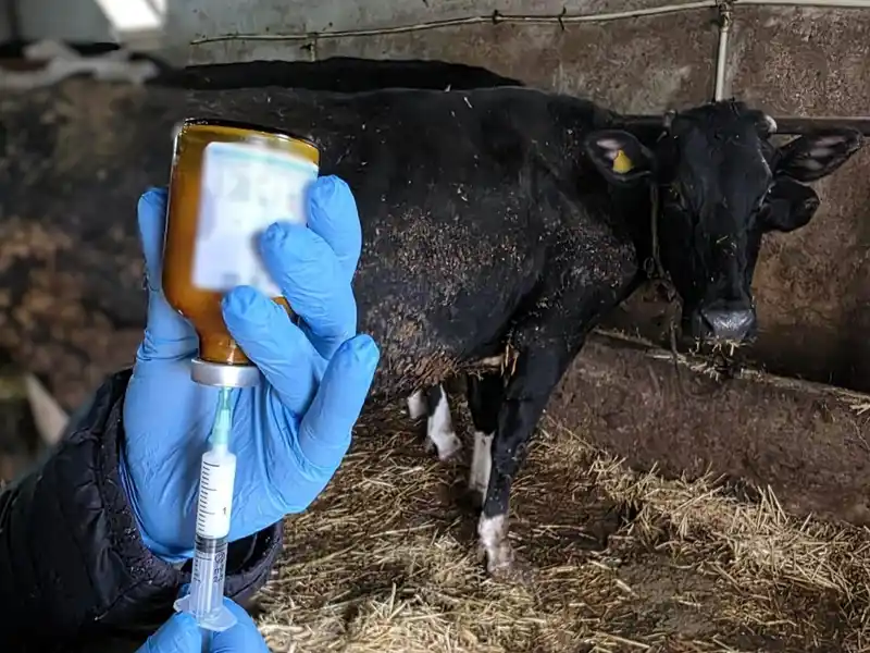 Kırklareli'nde büyükbaş hayvanlara şap aşısı uygulanıyor