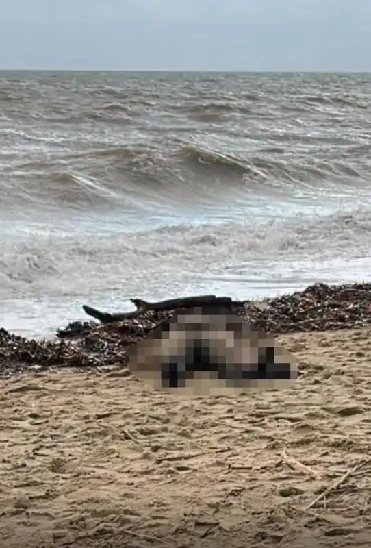 Ayvalık'ta kıyıya vuran kadın cesedi göçmen faciasından olabilir