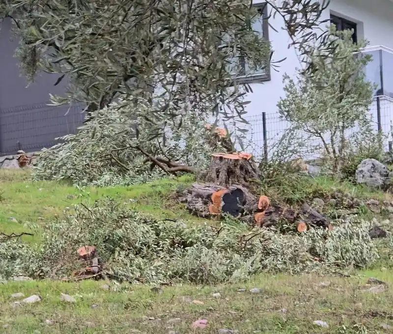 CHP'li başkana zeytin ağacı kesimi nedeniyle 36 bin 762 lira ceza