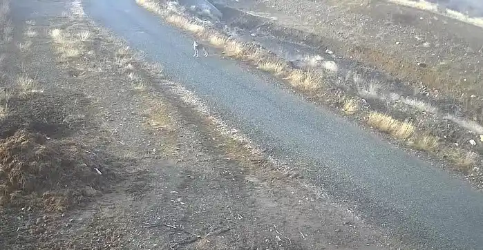 Elazığ'da aç kurt mezraya indi, kameralara yakalandı