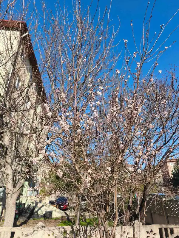 Afyonkarahisar'da ağaçlar şubat ortasında çiçek açtı