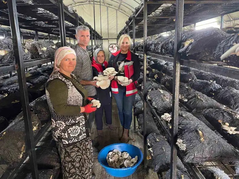 Çarşamba'da aileye mantar hasadı ve dijital tarım eğitimi