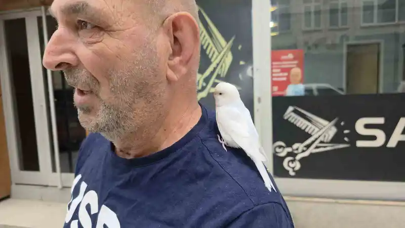 Emekli Azmi Kayacı, omzundaki muhabbet kuşu Pamuk'la Düzce sokaklarında