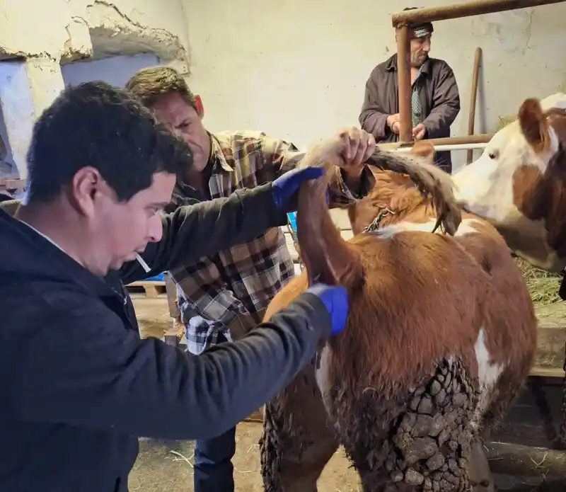 Emet'te şap hastalığı için 50 büyükbaştan kan örneği alındı