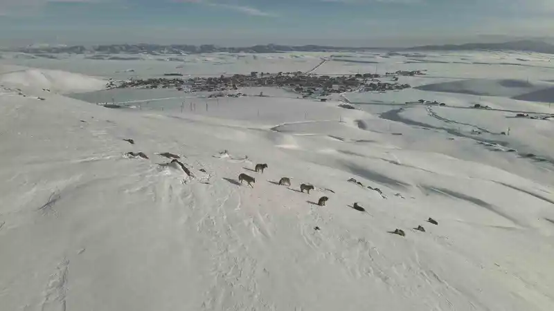 Karayazı'da gündüz vakti kurt sürüsü görüldü